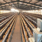 Отзывы клиентов из Ганы об использовании оборудований для птицефабрики