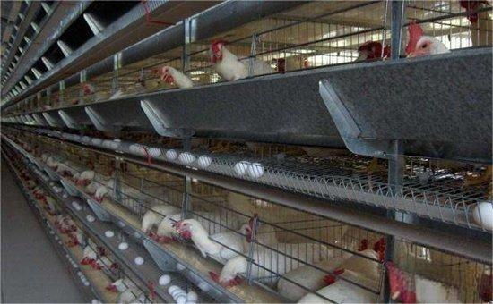 клетки для кур