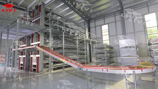 Автоматическая система для сбора яйц