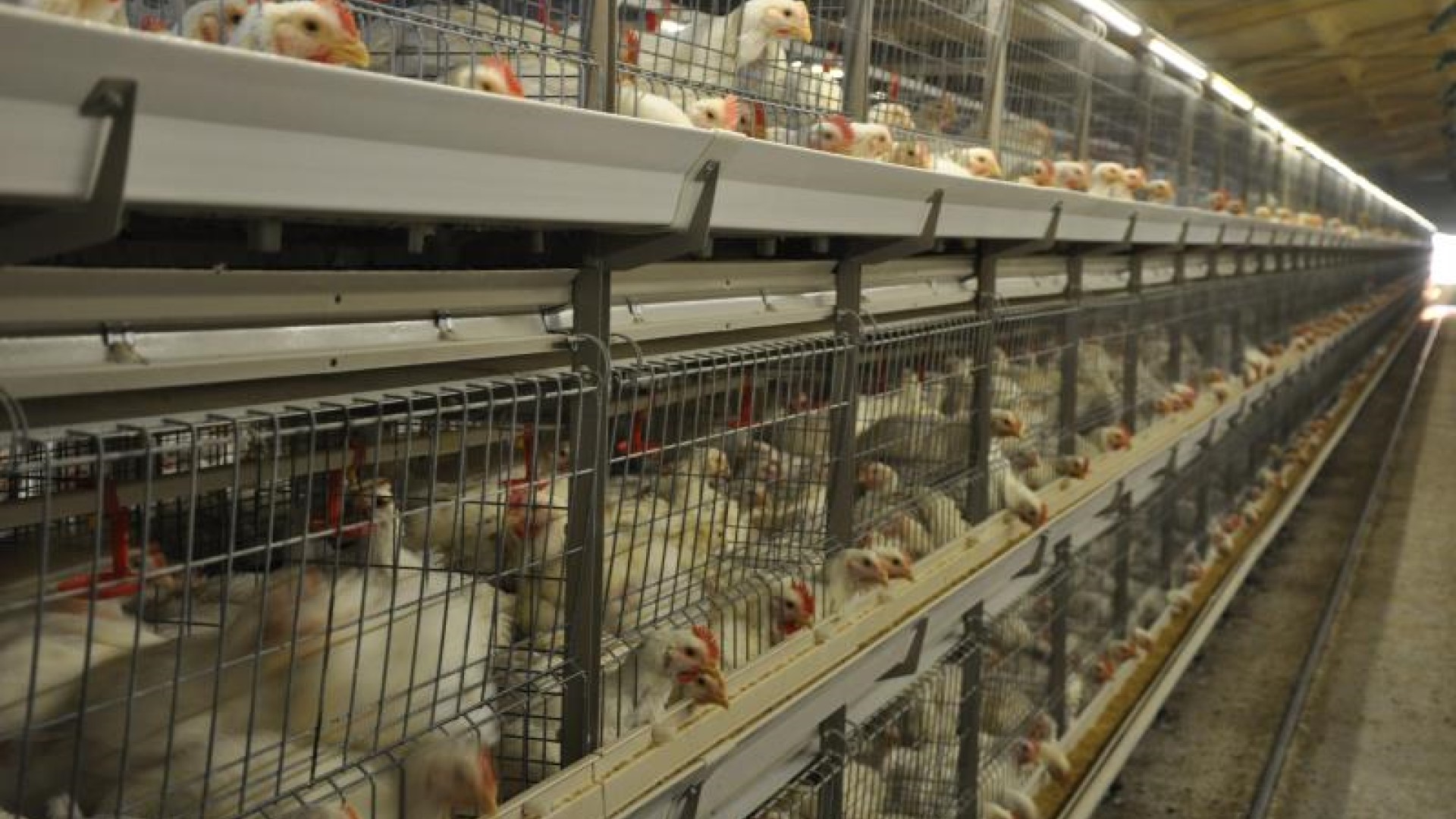 Разведение 5000 бройлеров