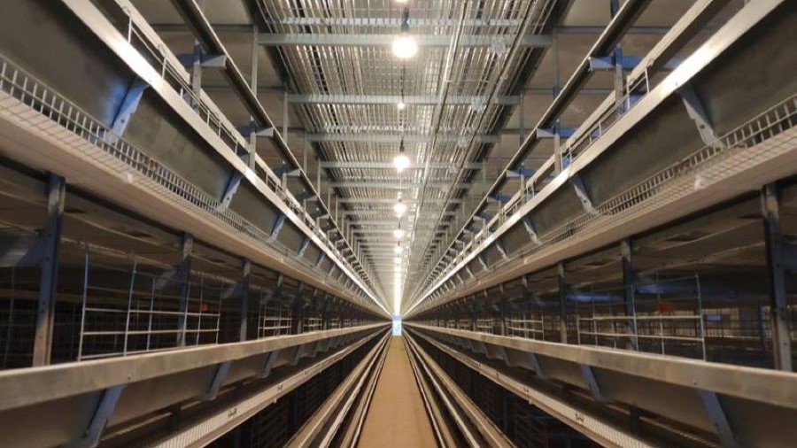 Кур-Несушек