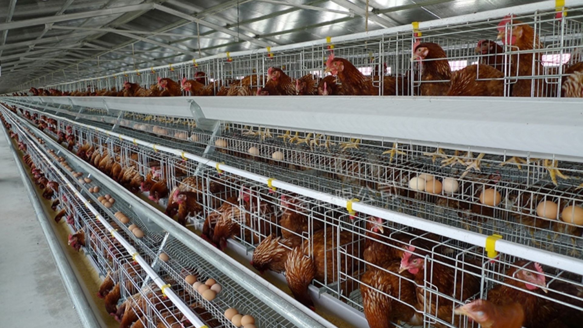 домашнюю птицу