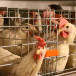 Проблемы, с которыми столкнется отрасль птицеводства в следующем десятилетии